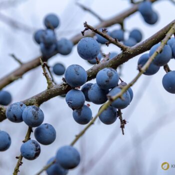 Die blau-schwarzen Beeren der Schlehe sind erst nach ein paar Frostnächten richtig genießbar. Dann sind sie süß und stärken uns für den Winter.
