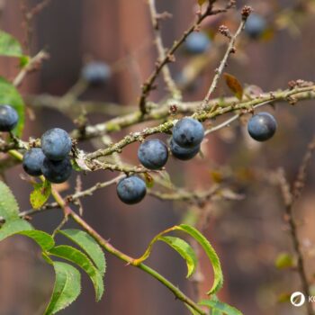 Die blau-schwarzen Beeren der Schlehe sind erst nach ein paar Frostnächten richtig genießbar. Dann sind sie süß und stärken uns für den Winter.