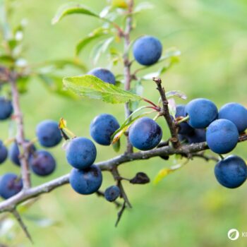 Die blau-schwarzen Beeren der Schlehe sind erst nach ein paar Frostnächten richtig genießbar. Dann sind sie süß und stärken uns für den Winter.