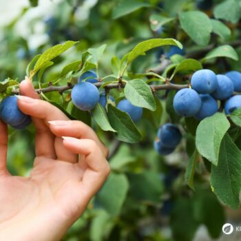 Die blau-schwarzen Beeren der Schlehe sind erst nach ein paar Frostnächten richtig genießbar. Dann sind sie süß und stärken uns für den Winter.