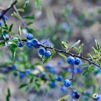 Die blau-schwarzen Beeren der Schlehe sind erst nach ein paar Frostnächten richtig genießbar. Dann sind sie süß und stärken uns für den Winter.
