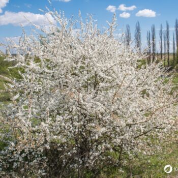 Die blau-schwarzen Beeren der Schlehe sind erst nach ein paar Frostnächten richtig genießbar. Dann sind sie süß und stärken uns für den Winter.