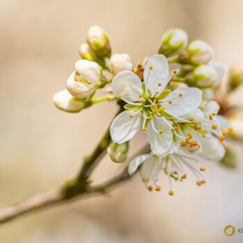 Die blau-schwarzen Beeren der Schlehe sind erst nach ein paar Frostnächten richtig genießbar. Dann sind sie süß und stärken uns für den Winter.