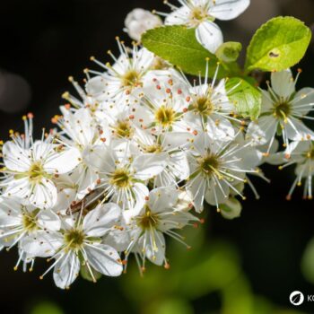 Die blau-schwarzen Beeren der Schlehe sind erst nach ein paar Frostnächten richtig genießbar. Dann sind sie süß und stärken uns für den Winter.