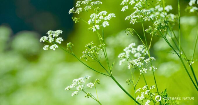 Anis ist nicht nur ein wohlschmeckendes Gewürz. Schon seit Jahrhunderten wird es geschätzt für seine krampflösende Wirkung.