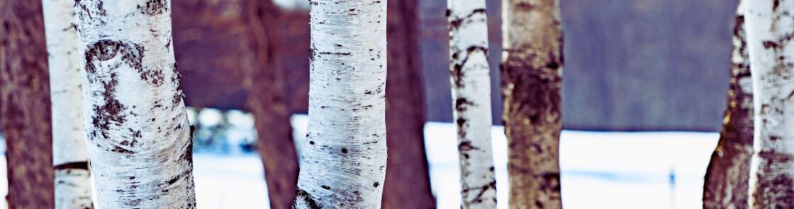Die Birke mit ihrer hellen Rinde und zarten Blättern ist ein traditionelles Heilgehölz: diuretisch, entzündungshemmend und hautfreundlich.