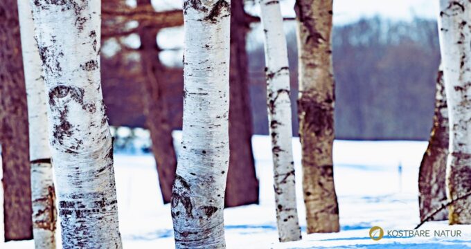 Die Birke mit ihrer hellen Rinde und zarten Blättern ist ein traditionelles Heilgehölz: diuretisch, entzündungshemmend und hautfreundlich.