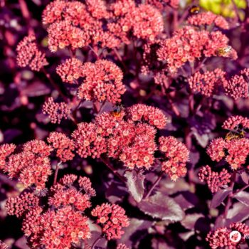 Erfahre alles über die Fette Henne (Sedum): eine robuste Wildpflanze mit heilender Wirkung. Rezepte, Anbautipps und Heilanwendungen.