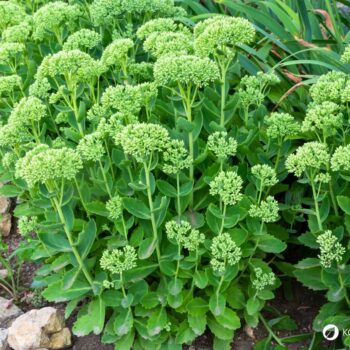 Erfahre alles über die Fette Henne (Sedum): eine robuste Wildpflanze mit heilender Wirkung. Rezepte, Anbautipps und Heilanwendungen.