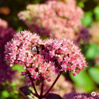 Erfahre alles über die Fette Henne (Sedum): eine robuste Wildpflanze mit heilender Wirkung. Rezepte, Anbautipps und Heilanwendungen.