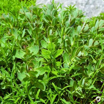 Erfahre alles über die Fette Henne (Sedum): eine robuste Wildpflanze mit heilender Wirkung. Rezepte, Anbautipps und Heilanwendungen.