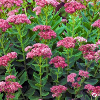 Erfahre alles über die Fette Henne (Sedum): eine robuste Wildpflanze mit heilender Wirkung. Rezepte, Anbautipps und Heilanwendungen.
