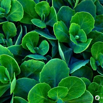 Erfahre alles über die Fette Henne (Sedum): eine robuste Wildpflanze mit heilender Wirkung. Rezepte, Anbautipps und Heilanwendungen.