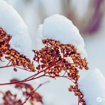 Erfahre alles über die Fette Henne (Sedum): eine robuste Wildpflanze mit heilender Wirkung. Rezepte, Anbautipps und Heilanwendungen.