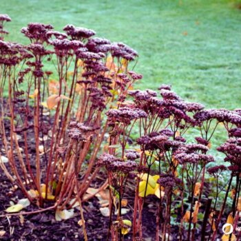 Erfahre alles über die Fette Henne (Sedum): eine robuste Wildpflanze mit heilender Wirkung. Rezepte, Anbautipps und Heilanwendungen.