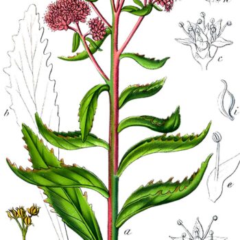 Erfahre alles über die Fette Henne (Sedum): eine robuste Wildpflanze mit heilender Wirkung. Rezepte, Anbautipps und Heilanwendungen.