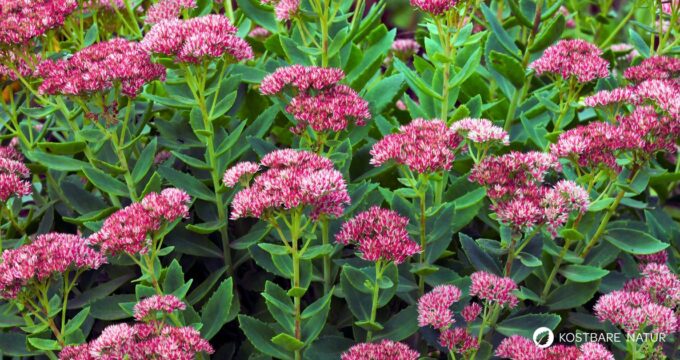 Erfahre alles über die Fette Henne (Sedum): eine robuste Wildpflanze mit heilender Wirkung. Rezepte, Anbautipps und Heilanwendungen.