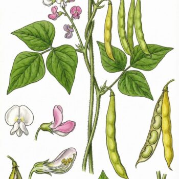 Die Gartenbohne ist eine nährstoffreiche, weltweit kultivierte Hülsenfrucht mit hohem Eiweißgehalt und vielfältigen Anwendungsmöglichkeiten.