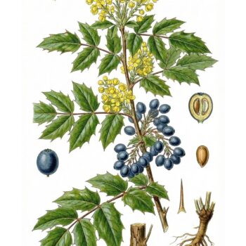 Mahonie – vielseitiger Strauch mit heilender Kraft: Entdecke Anwendung, Wirkung und Rezepte rund um die Wildpflanze mit Berberin.