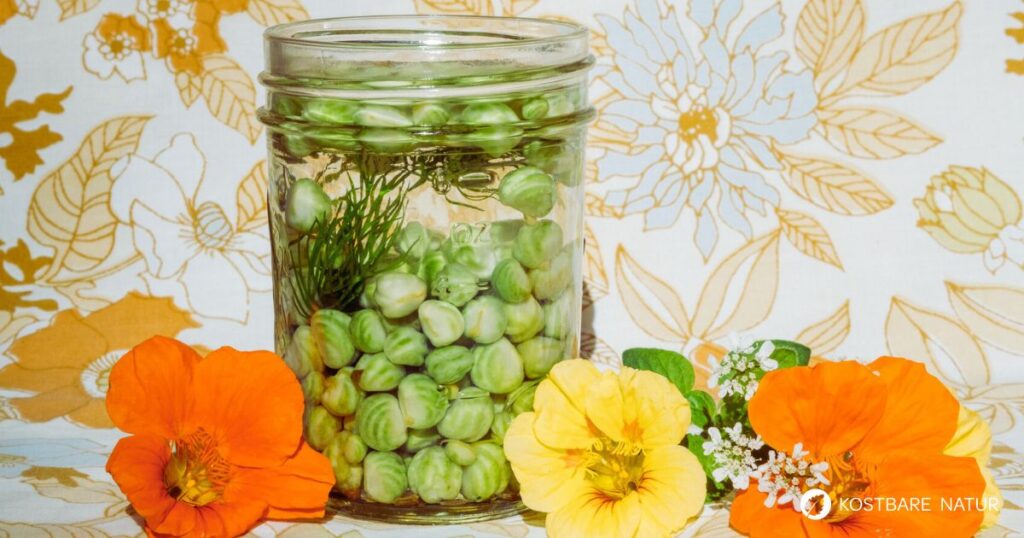 Kapern aus Kapuzinerkresse sind ein leckerer und regionaler Kapernersatz. Du kannst sie ganz leicht aus den frischen Samen herstellen.