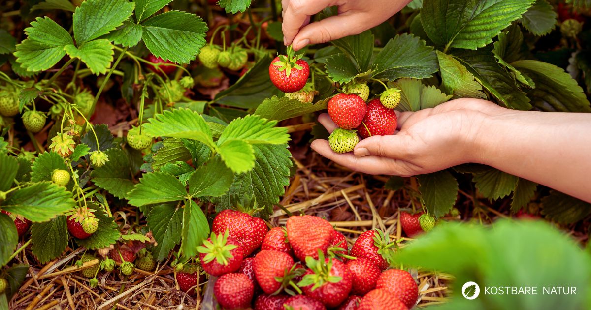 Die Erdbeere: essbar, heilkräftig, pflegeleicht. Alles über Wirkung, Anwendung, Anbau und Rezepte – vom Wildkraut bis zur Gartenschönheit.