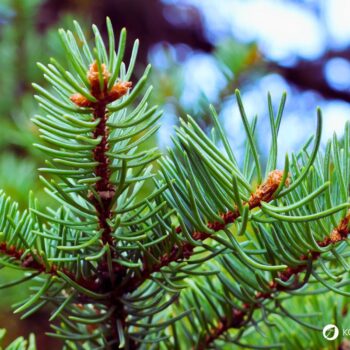 Die Fichte ist ein heimischer Nadelbaum. Heilpflanze, Rohstoff und natürliche Vitamin‑C‑Quelle. Erkennbar an spitzen, vierkantigen Nadeln.