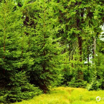 Die Fichte ist ein heimischer Nadelbaum. Heilpflanze, Rohstoff und natürliche Vitamin‑C‑Quelle. Erkennbar an spitzen, vierkantigen Nadeln.