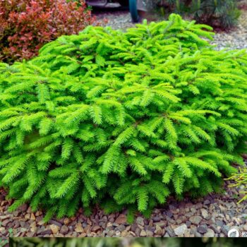 Die Fichte ist ein heimischer Nadelbaum. Heilpflanze, Rohstoff und natürliche Vitamin‑C‑Quelle. Erkennbar an spitzen, vierkantigen Nadeln.