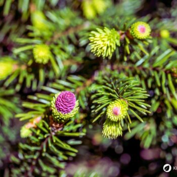 Die Fichte ist ein heimischer Nadelbaum. Heilpflanze, Rohstoff und natürliche Vitamin‑C‑Quelle. Erkennbar an spitzen, vierkantigen Nadeln.