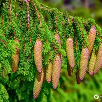 Die Fichte ist ein heimischer Nadelbaum. Heilpflanze, Rohstoff und natürliche Vitamin‑C‑Quelle. Erkennbar an spitzen, vierkantigen Nadeln.