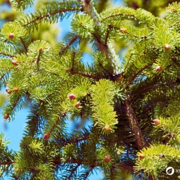 Die Fichte ist ein heimischer Nadelbaum. Heilpflanze, Rohstoff und natürliche Vitamin‑C‑Quelle. Erkennbar an spitzen, vierkantigen Nadeln.