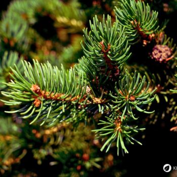 Die Fichte ist ein heimischer Nadelbaum. Heilpflanze, Rohstoff und natürliche Vitamin‑C‑Quelle. Erkennbar an spitzen, vierkantigen Nadeln.