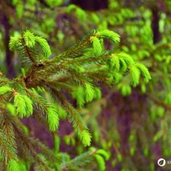 Die Fichte ist ein heimischer Nadelbaum. Heilpflanze, Rohstoff und natürliche Vitamin‑C‑Quelle. Erkennbar an spitzen, vierkantigen Nadeln.