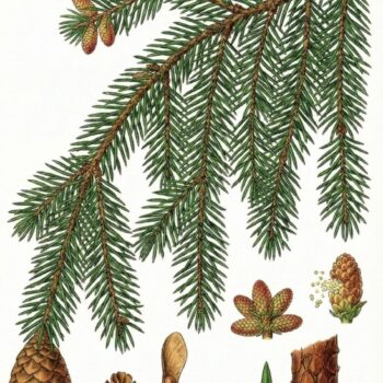Pflanzenzeichnung für die Gemeine Fichte: Picea abies