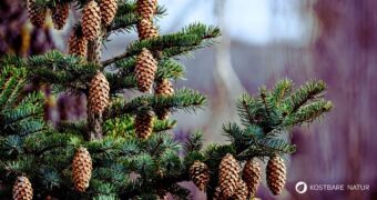 Die Fichte ist ein heimischer Nadelbaum. Heilpflanze, Rohstoff und natürliche Vitamin‑C‑Quelle. Erkennbar an spitzen, vierkantigen Nadeln.