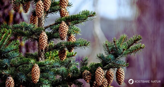 Die Fichte ist ein heimischer Nadelbaum. Heilpflanze, Rohstoff und natürliche Vitamin‑C‑Quelle. Erkennbar an spitzen, vierkantigen Nadeln.