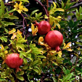 Der Granatapfel ist eine alte Heil- und Nahrungsfrucht voller Vitalstoffe – erfahre alles zu Anwendung, Wirkung und Anbau dieses orientalischen Superfoods.