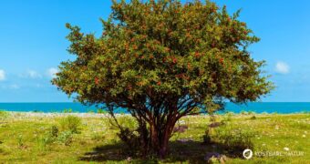 Der Granatapfel ist eine alte Heil- und Nahrungsfrucht voller Vitalstoffe – erfahre alles zu Anwendung, Wirkung und Anbau.