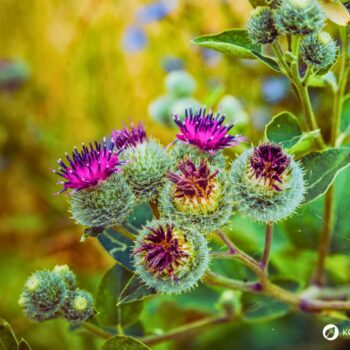 Die Große Klette: vielseitige Heilpflanze für Haut, Leber und Verdauung. Alles zu Anwendung, Ernte, Wirkung & Anbau.