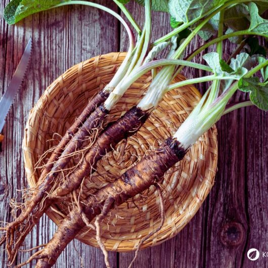 Große Klette – Wirkung, Anwendung und Rezepte