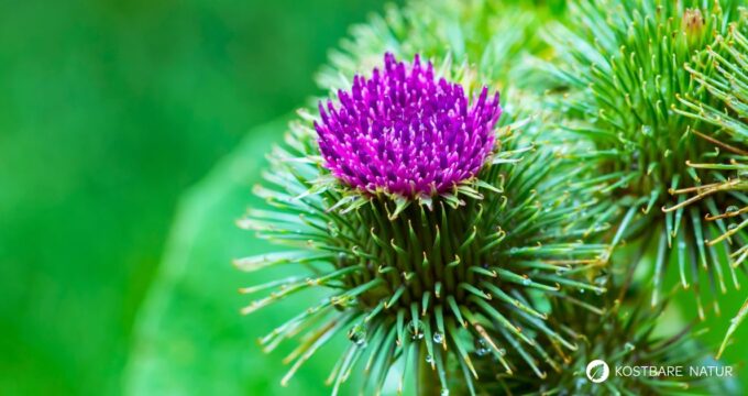 Die Große Klette: vielseitige Heilpflanze für Haut, Leber und Verdauung. Alles zu Anwendung, Ernte, Wirkung & Anbau.