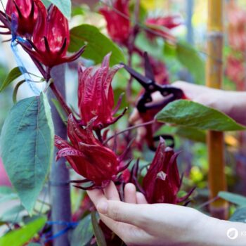 Hibiskus: aromatisch, gesund und vielseitig. Erfahre alles über Anwendung, Wirkung, Anbau und Rezepte rund um Hibiscus sabdariffa.