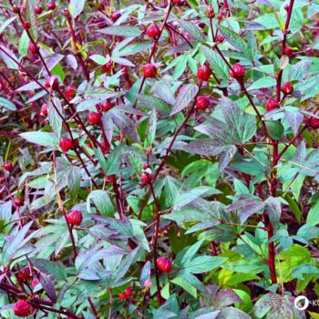 Hibiskus: aromatisch, gesund und vielseitig. Erfahre alles über Anwendung, Wirkung, Anbau und Rezepte rund um Hibiscus sabdariffa.