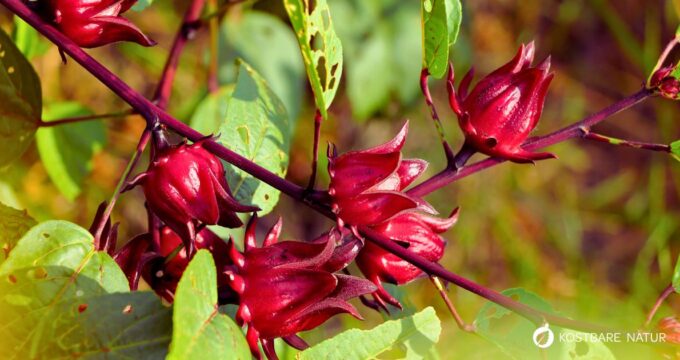 Hibiskus: aromatisch, gesund und vielseitig. Erfahre alles über Anwendung, Wirkung, Anbau und Rezepte rund um Hibiscus sabdariffa.