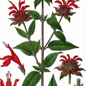 Aromatisch duftende Indianernessel (Monarda) – kraftvolle Heil- und Küchenpflanze mit antimikrobieller Wirkung, ideal als Tee, Gewürz und Gartenbegleiter.