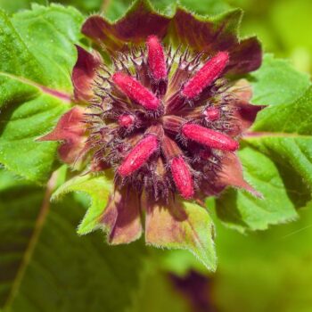 Aromatisch duftende Indianernessel (Monarda) – kraftvolle Heil- und Küchenpflanze mit antimikrobieller Wirkung.