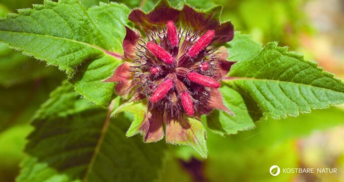 Aromatisch duftende Indianernessel (Monarda) – kraftvolle Heil- und Küchenpflanze mit antimikrobieller Wirkung.