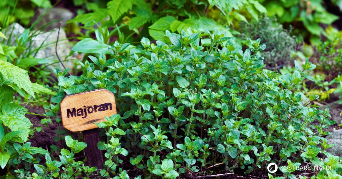 Majoran – aromatisches Küchenkraut mit verdauungsfördernden und beruhigenden Eigenschaften. Infos zu Anwendung, Anbau & Heilwirkung.