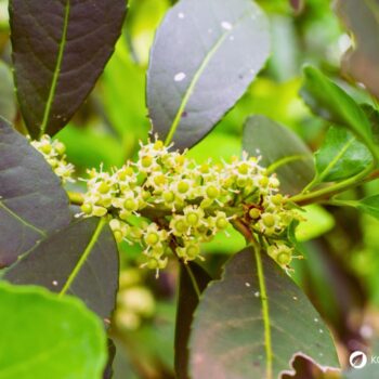 Mate ist ein traditioneller, koffeinhaltiger Tee aus Südamerika mit belebender Wirkung und reich an Antioxidantien.