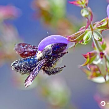 Muskatellersalbei: Vielseitige Heil‑ und Küchenkrautpflanze mit muskatigem Duft. Erfahre Verwendung, Anbau, Wirkung, Rezepte und Anwendungstipps im Alltag.